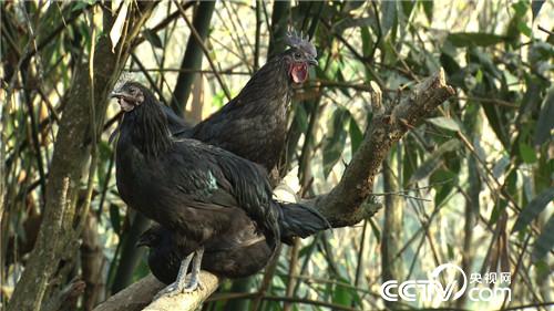 这种财富黑透了