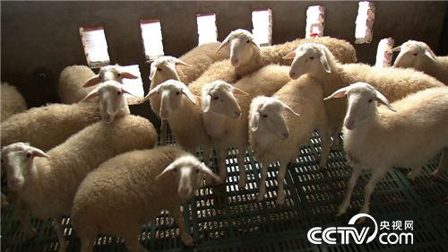 致富经：激将来一个媳妇后的财富