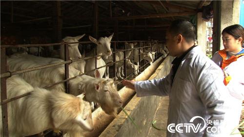 致富经：激将来一个媳妇后的财富