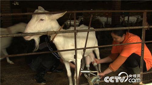 致富经：激将来一个媳妇后的财富