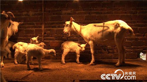 致富经：激将来一个媳妇后的财富