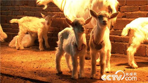 致富经：激将来一个媳妇后的财富