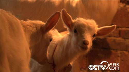 致富经：激将来一个媳妇后的财富