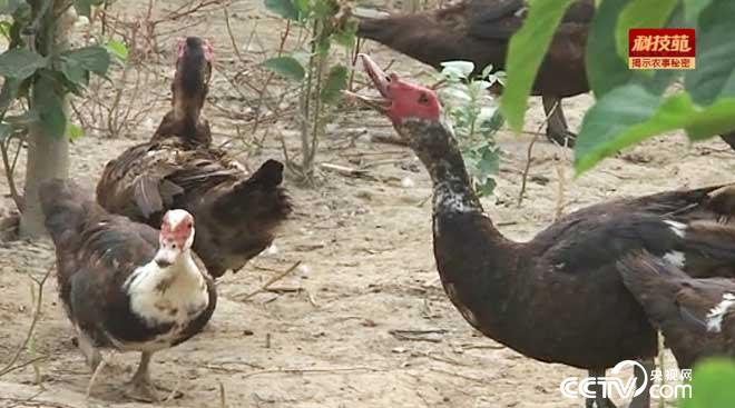 苗圃园里的&ldquo;除草雁&rdquo;