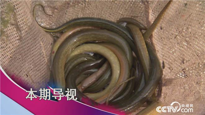 食尚大转盘看点：当美泥鳅遇到野黄鳝