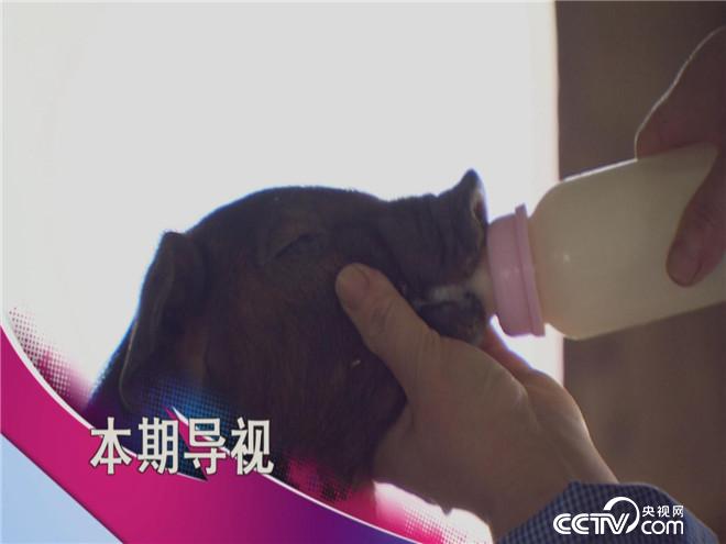 食尚大转盘：空调猪与山泉鱼