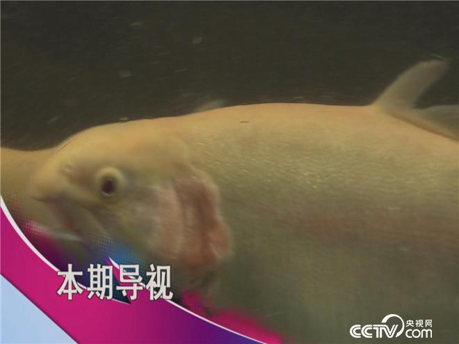 食尚大转盘：空调猪与山泉鱼