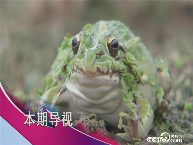 食尚大转盘：鲜河豚与馋嘴蛙 