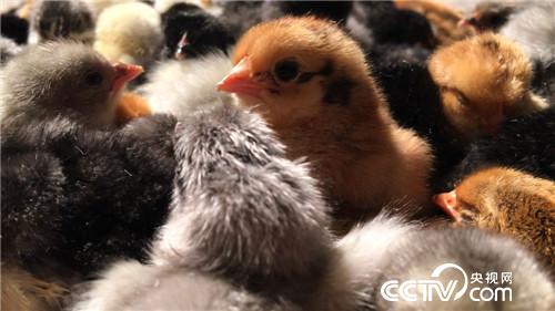 致富经：女儿为找回父亲的自信去创业