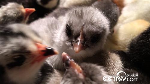 致富经：女儿为找回父亲的自信去创业