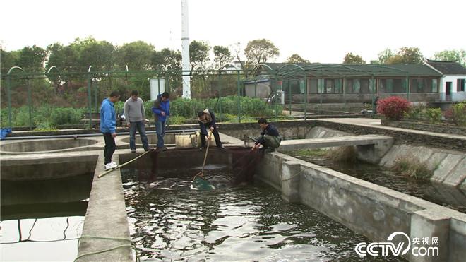 致富经：原来鱼还可以这么养