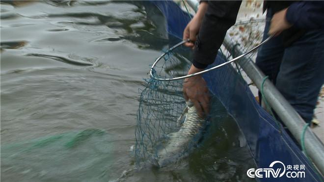 致富经：原来鱼还可以这么养