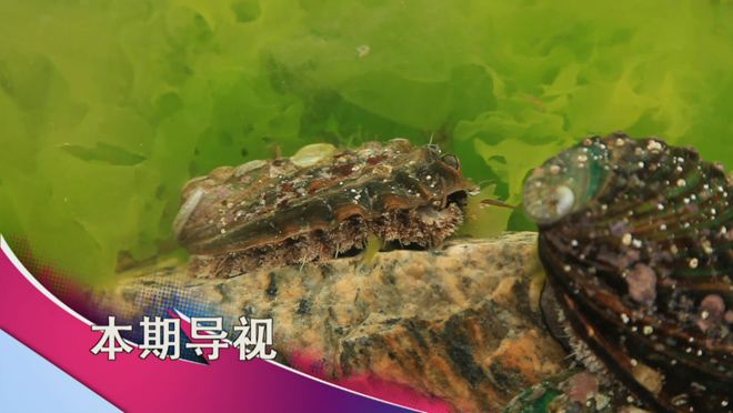 食尚大转盘：西&ldquo;绿&rdquo;柿和&ldquo;大力士&rdquo;鲍鱼