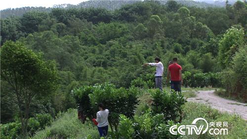 致富经：果子长毛身价倍增