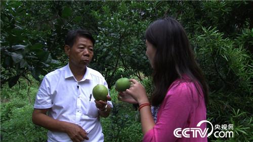 致富经：果子长毛身价倍增