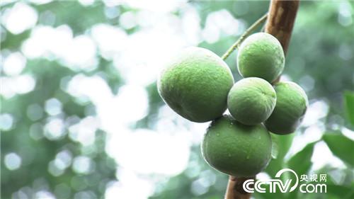 致富经：果子长毛身价倍增