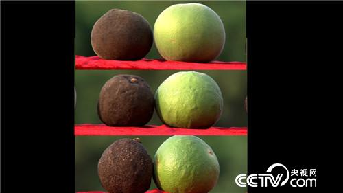 致富经：果子长毛身价倍增