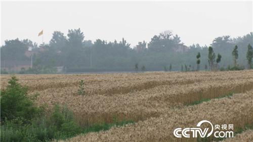 致富经：麦收故事(1)带着全家割麦去