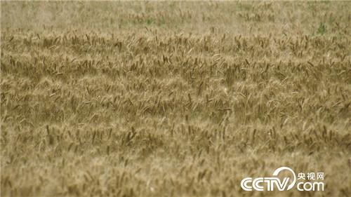致富经：麦收故事(1)带着全家割麦去