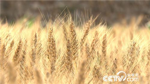 致富经：麦收故事(2)麦田里飞奔的山西机王