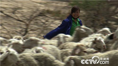 泼辣丽丽慧眼寻羊财