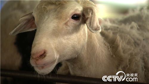 泼辣丽丽慧眼寻羊财