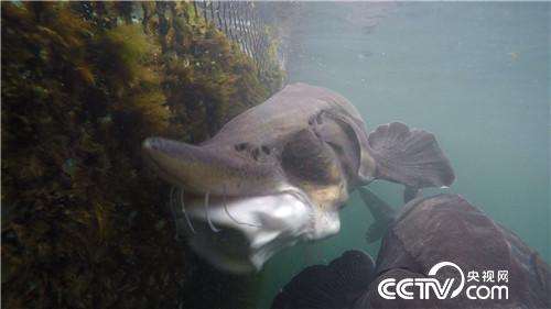 破开怪鱼肚 掏出&ldquo;黑黄金&rdquo;