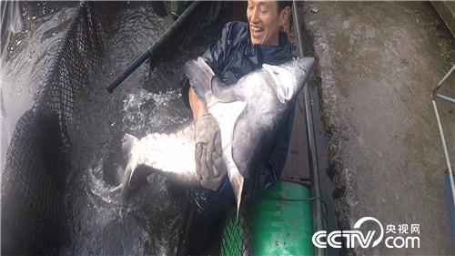 破开怪鱼肚 掏出&ldquo;黑黄金&rdquo;