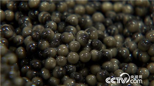 破开怪鱼肚 掏出&ldquo;黑黄金&rdquo;