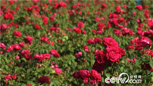 房地产商变身花痴后的财富传奇