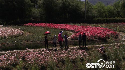 房地产商变身花痴后的财富传奇