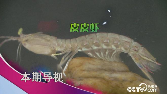 食尚大转盘：海鲜大会吃起来