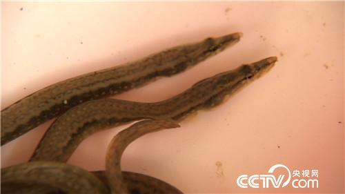 赌光家产后靠养新鱼种发家