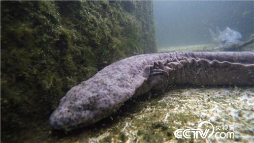 他靠娃娃鱼和山里的秘密赚钱