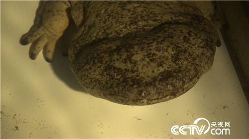 他靠娃娃鱼和山里的秘密赚钱