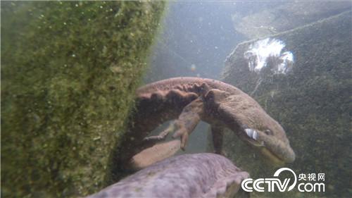 他靠娃娃鱼和山里的秘密赚钱