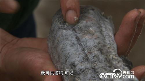 他靠娃娃鱼和山里的秘密赚钱