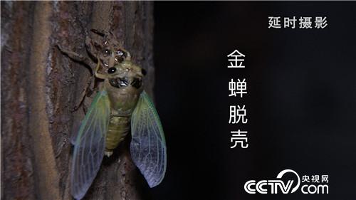 10万元&ldquo;种&rdquo;虫子 如何卖出6000万