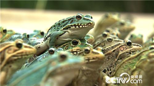 养虫喂蛙 农家媳妇的另类财富(下集)