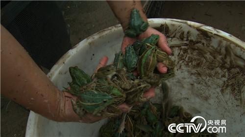 养虫喂蛙 农家媳妇的另类财富(下集)