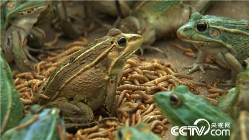 养虫喂蛙 农家媳妇的另类财富(下集)