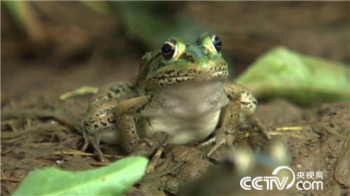 养虫喂蛙 农家媳妇的另类财富(下集)