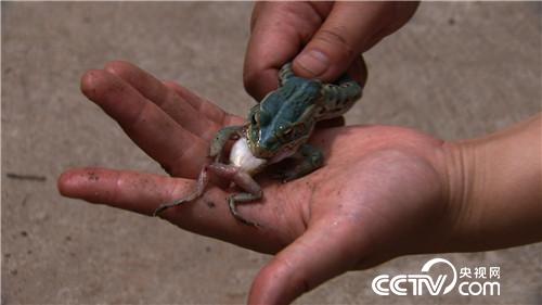 养虫喂蛙 农家媳妇的另类财富(下集)