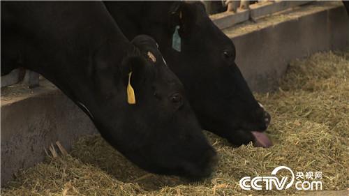 赤脚踏平&ldquo;火焰山&rdquo;　沙中掘出亿万财