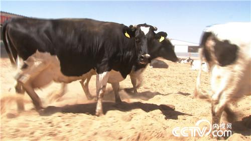 赤脚踏平&ldquo;火焰山&rdquo;　沙中掘出亿万财