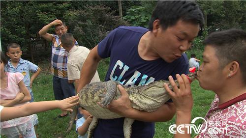 &ldquo;鳄鱼疯子&rdquo;把鳄鱼变乖 年赚百万