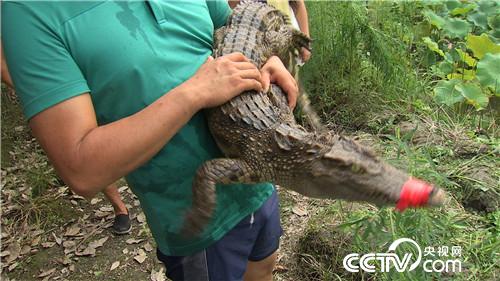 &ldquo;鳄鱼疯子&rdquo;把鳄鱼变乖 年赚百万