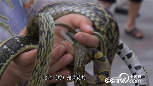 女财迷蛇窝掏金