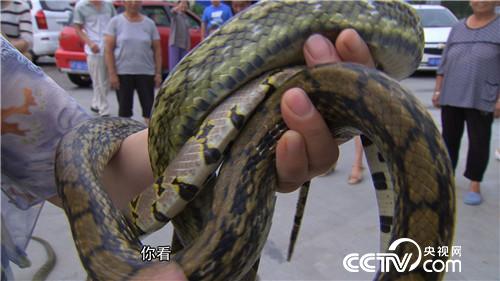 女财迷蛇窝掏金