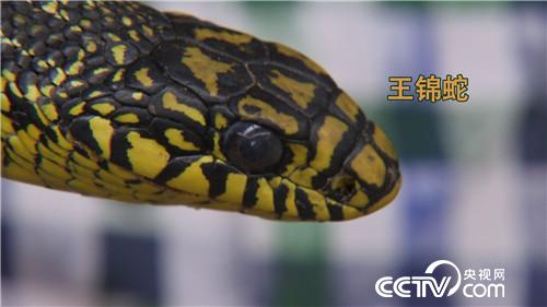 女财迷蛇窝掏金